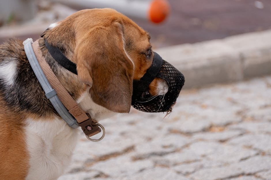 Proiecte inovatoare pe agenda ședinței CGMB: de la consolidarea clădirilor la protecția animalelor