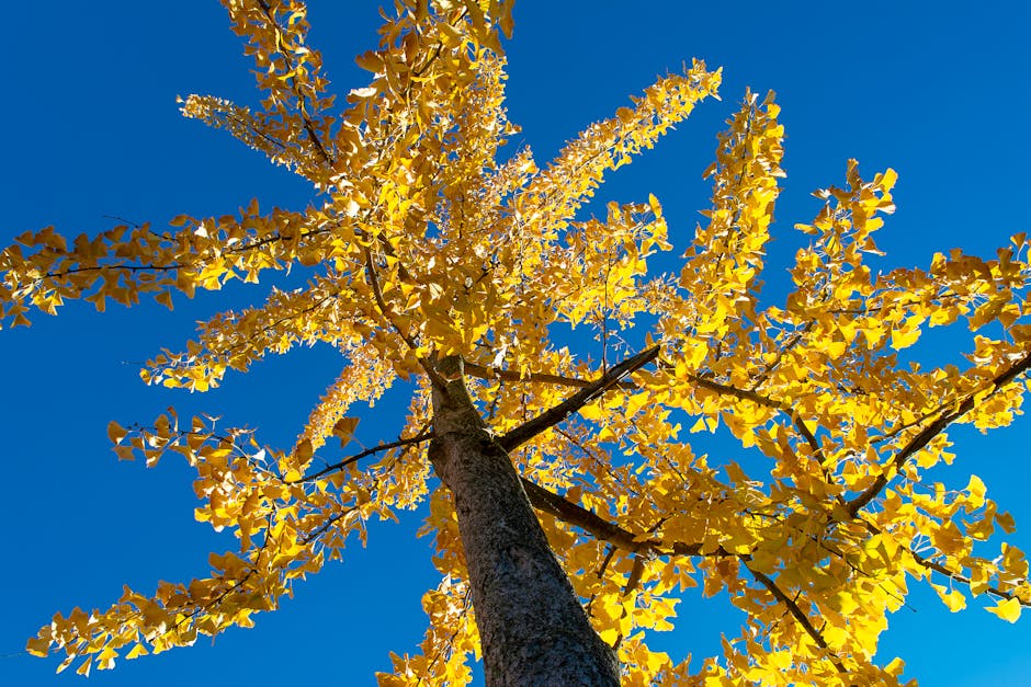 Descoperă Ginkgo Biloba: arborele vieții și simbolul longevității