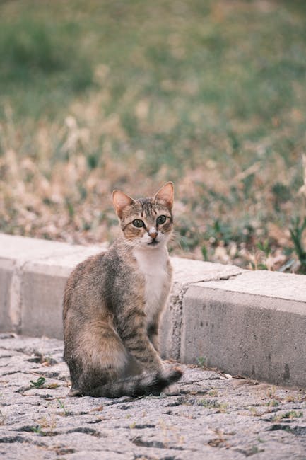 Animalele de companie vor putea însoți clujenii la ghișeu