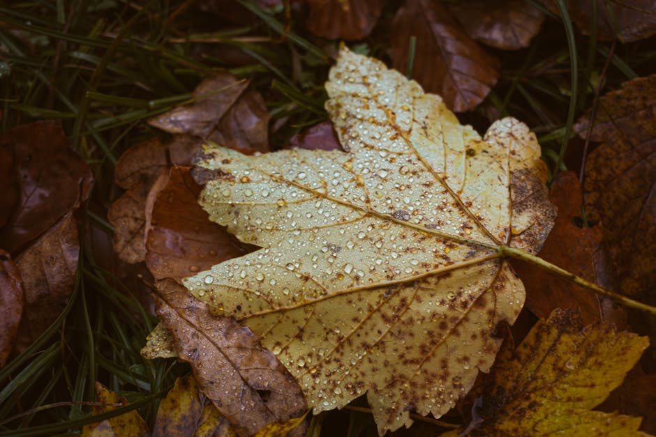 Prognoza meteo: o toamnă blândă în România cu ploi sporadice până la sfârșit de septembrie