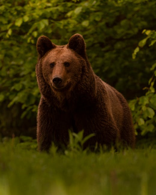 Bărbat atacat de urs în Vâlcea în timp ce își aducea animalele acasă