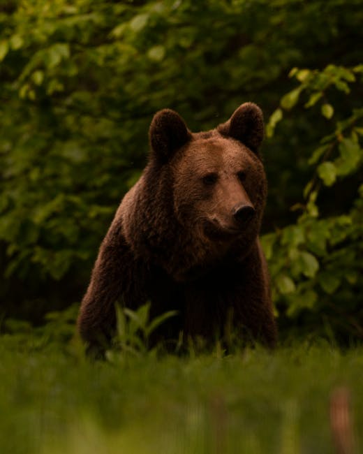 Descoperă agilitatea surprinzătoare a urșilor din Parcul Natural Grădiștea Muncelului-Cioclovina