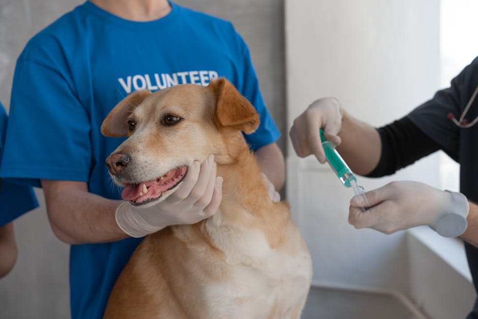 Acțiune admirabilă a poliției din Zalău: un Labrador readus acasă