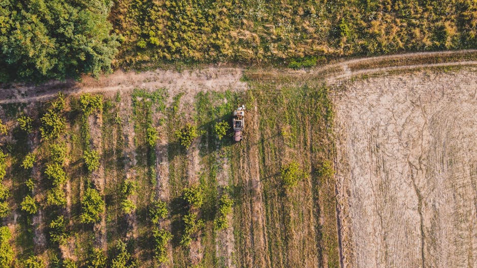 Agricultura din Caraș-Severin: Recolte în creștere, dar suprafața arabilă rămâne subutilizată
