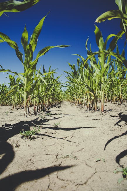 Summitul Național al Porumbului 2025: o nouă eră pentru agricultura românească