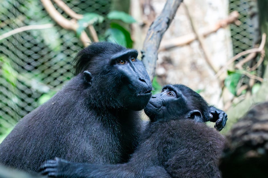 Incident la grădina zoologică: o fetiță de 4 ani atacată de maimuță