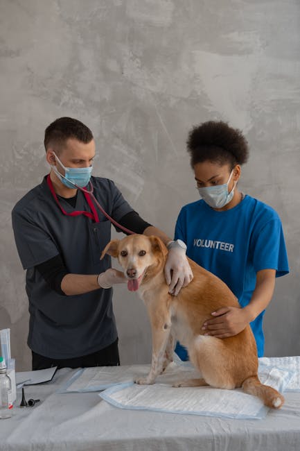 Constanța investește 200.000 de lei în sterilizarea câinilor de rasă comună