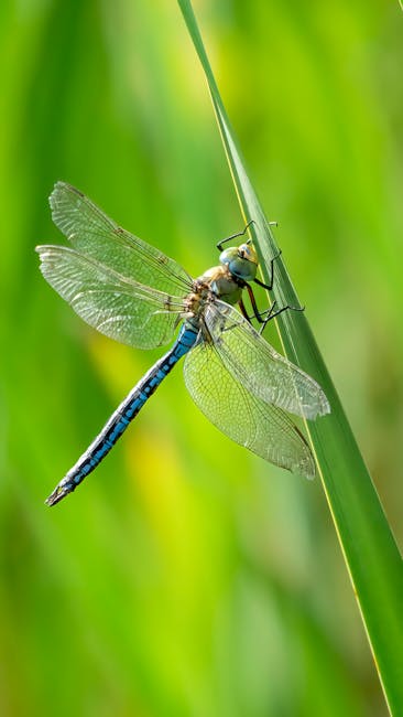 Delta Dunării sărbătorește 35 de ani de conservare a biodiversității