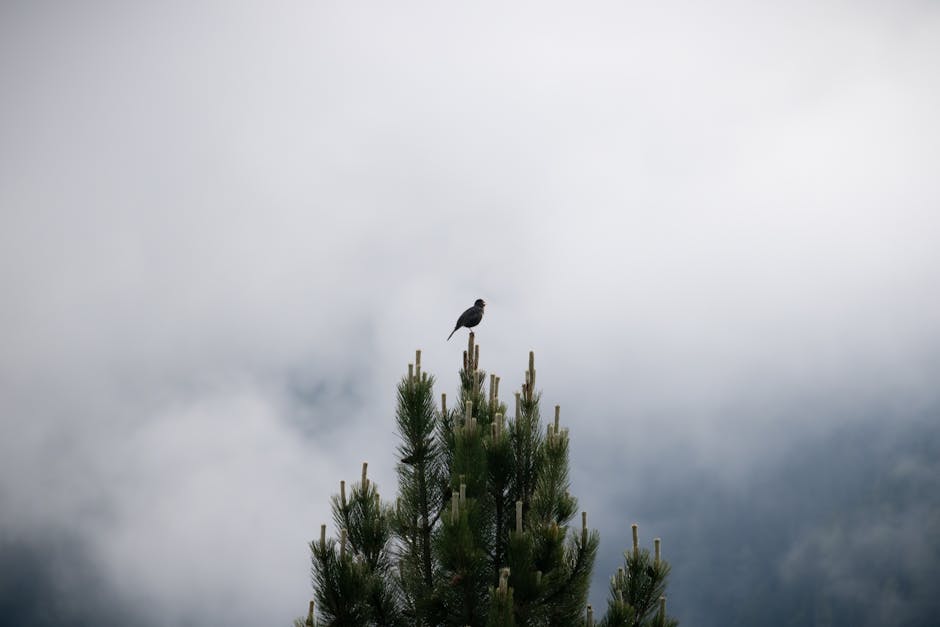 Descoperiți Himalayan Tit, pasărea emblematică a Himalayei