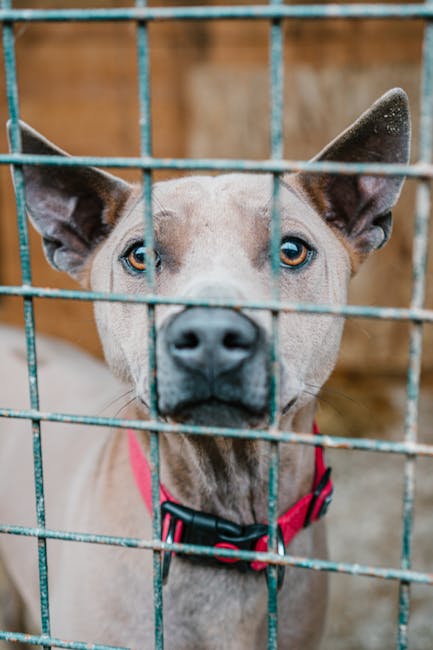 Îngrijorări în Galata: sacrificări ilegale de animale sub nasul autorităților
