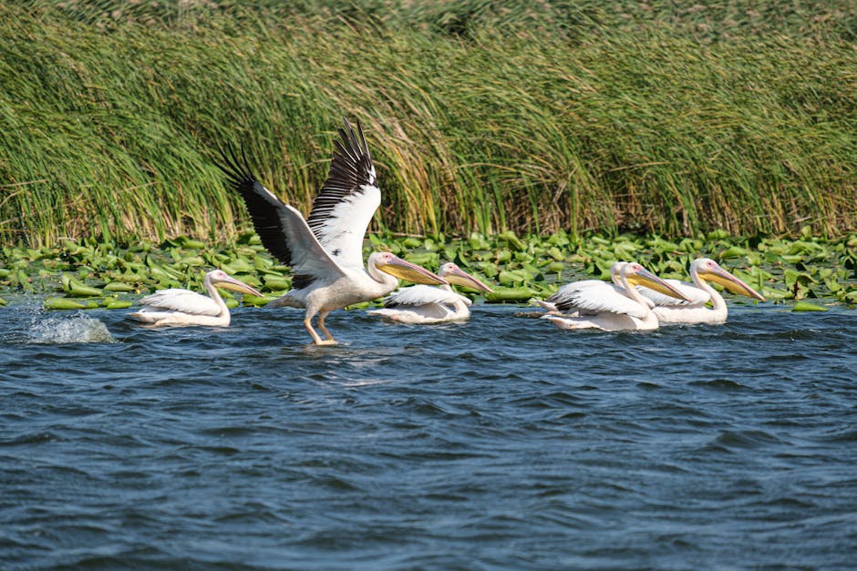 Descoperă Delta Dunării prin noua emisiune de mărci poștale