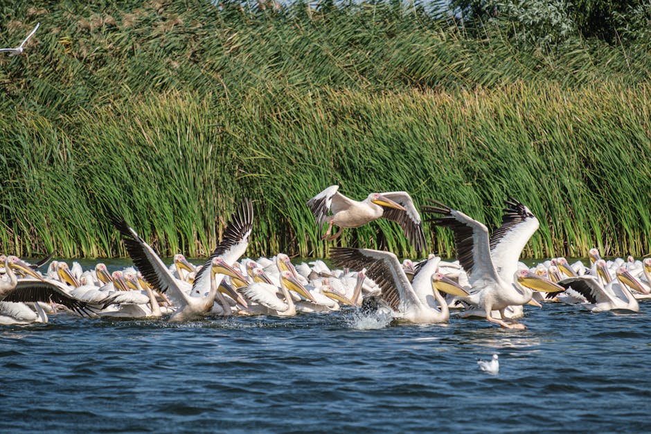 România investește masiv în protecția păsărilor și biodiversității