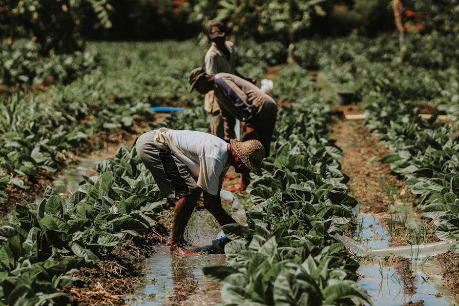 Întâlnirea esențială a ministrului agriculturii cu cooperativele pentru un viitor agricol prosper