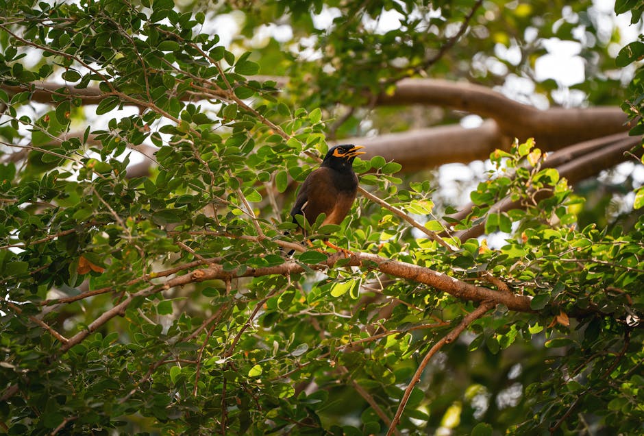 Descoperă pasărea Myna: maestra sunetelor aviare