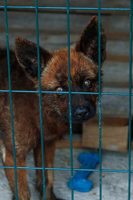 Câinii abandonați din România: o luptă disperată pentru supraviețuire