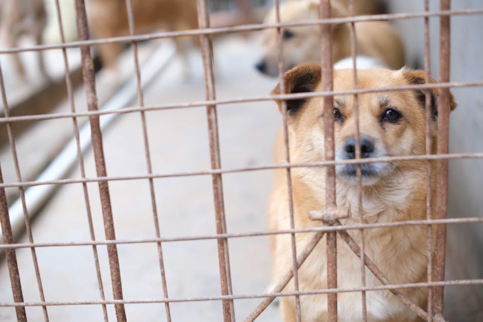 Abandonul animalelor devine o problemă alarmantă: cazul cățelului din Nemșa