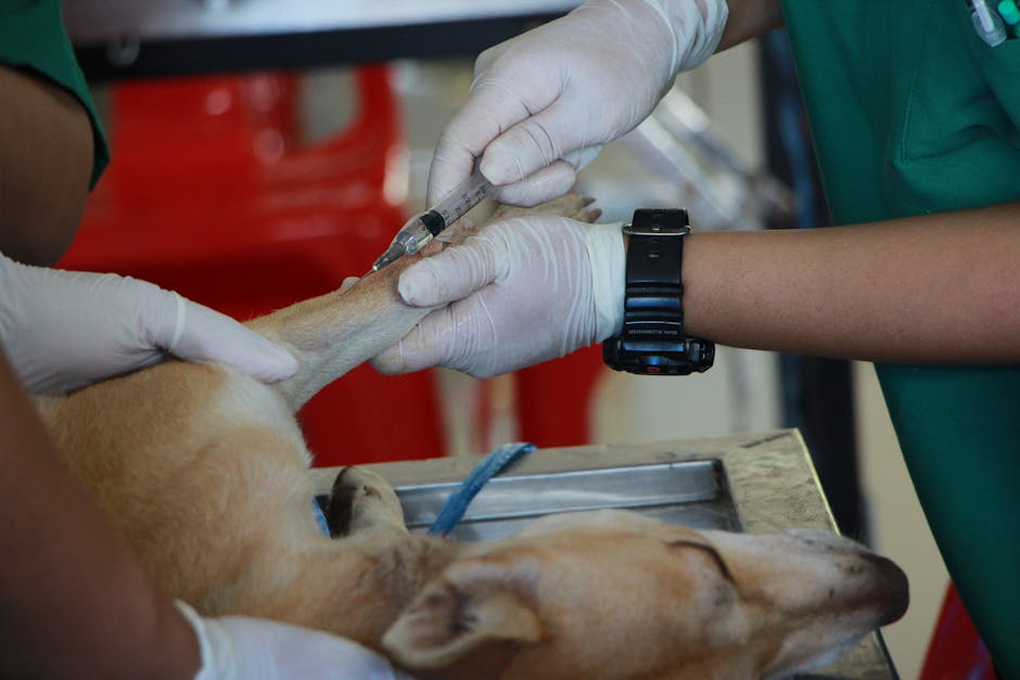 Campanie de vaccinare antirabică a vulpilor în Nucet: Ce restricții trebuie să știe proprietarii de animale