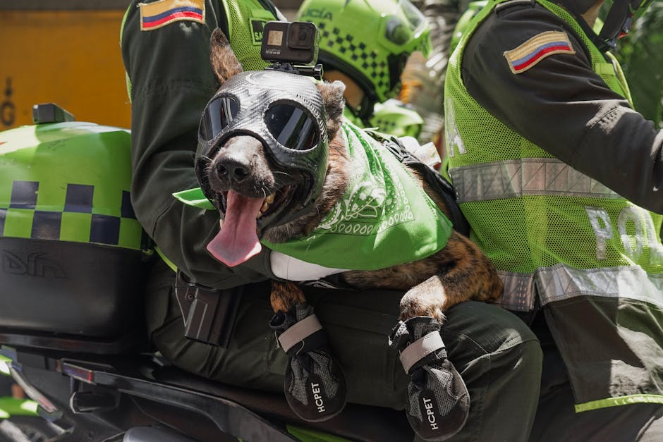 Poliția animalelor în acțiune: sute de salvări și mii de controale în România