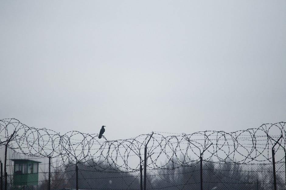 Sezonul migrației liliecilor: cum să ne protejăm locuințele de invaziile necontrolate