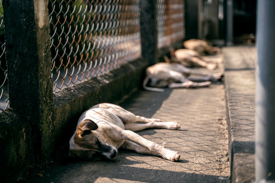 Giurgiu: dragoste pentru animale sau oportunism mascat?