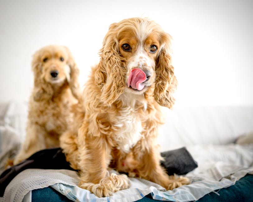 Max, un cocker spaniel dispărut, cautat cu disperare de familie