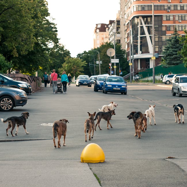 Câini vagabonzi provoacă neliniște în cartierul Gheorgheni din Cluj-Napoca