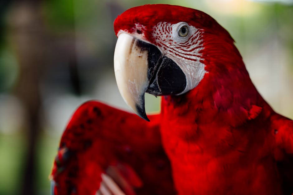 Descoperiți manakinul striolat: un spectacol vibrant în pădurile Amazoniene