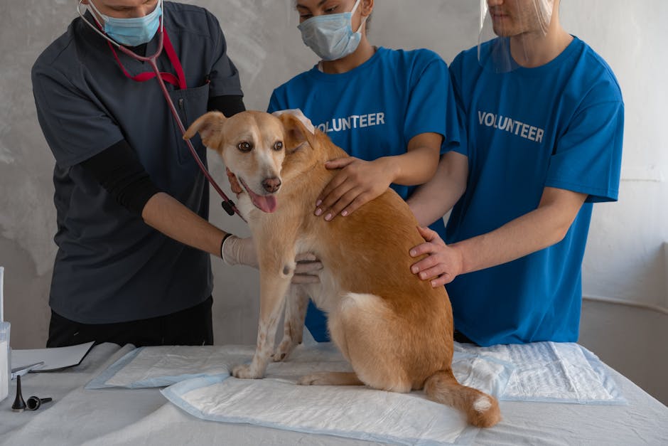 Cățelușa Mel, sterilizată de două ori: o poveste despre neglijență și îngrijorare