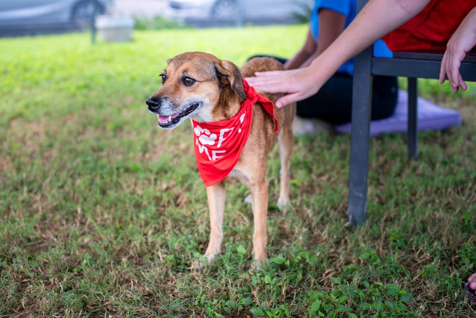 Cinci cățeluși adoptați la un târg canin plin de emoții la Rovinari