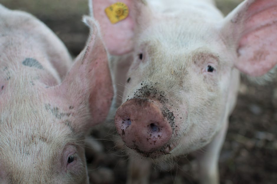 Caz alarmant de pestă porcină în Dolj: o microferma din Catane pierde o mie de porci