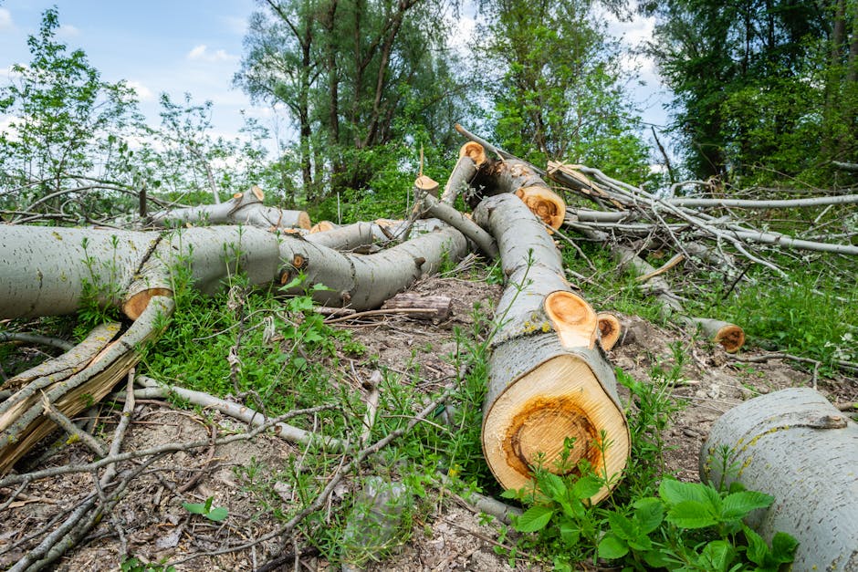 Record de căldură: August 2025, cea mai călduroasă lună de vară din istorie
