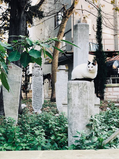 Cluj-Napoca va avea un cimitir dedicat animalelor de companie