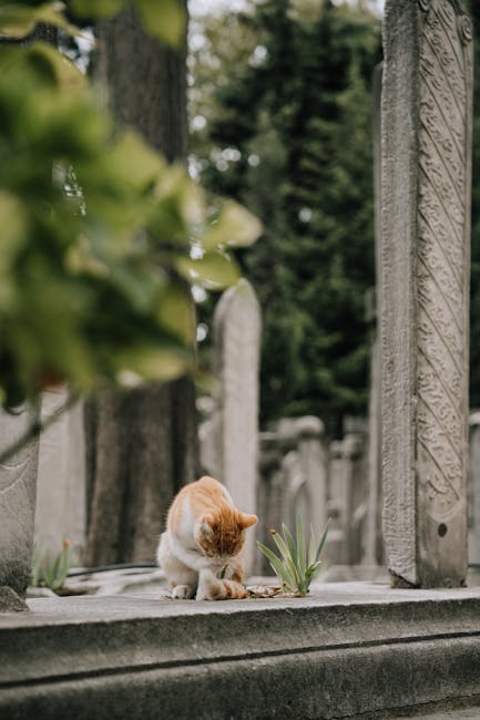 Iașul își va deschide un cimitir pentru animale, un proiect controversat în Consiliul Local