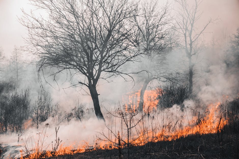 România se confruntă cu zile record de caniculă în urma schimbărilor climatice