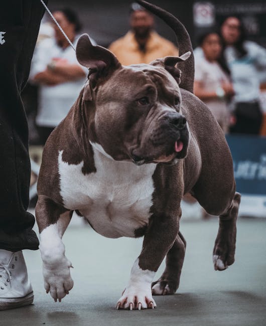 Târgu Mureș: centrul expozițiilor canine cu Dracula Dog Show
