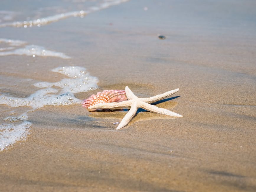 Un fenomen rar: mii de stele de mare descoperite moarte pe plaja din Scoția