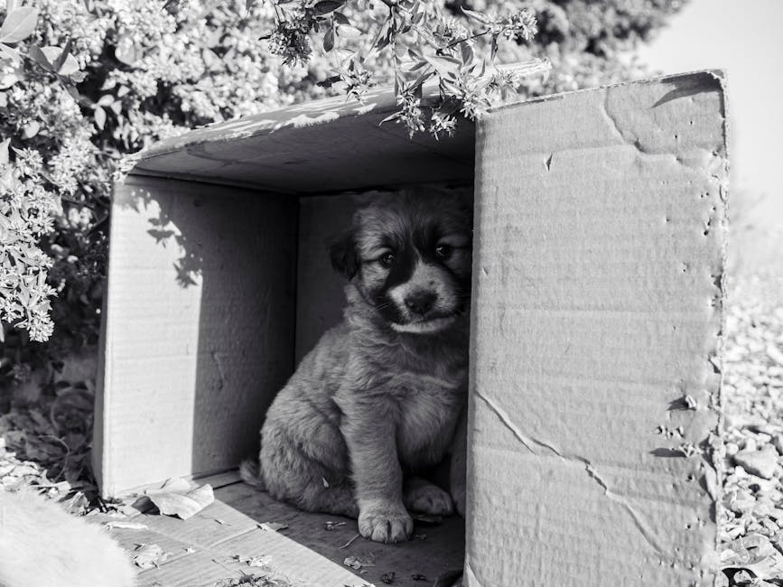 Doi căței abandonați găsiți într-o pungă în Vințu de Jos