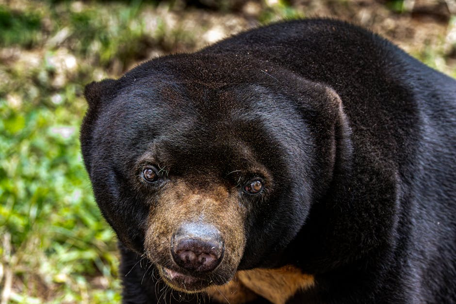 Ciocănitoarea cu creastă blondă: o specie dispărută sau încă în viață?