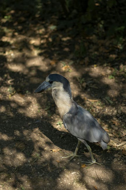 Descoperă stârcul cu cioc de barcă: misterul elegant al pădurilor tropicale