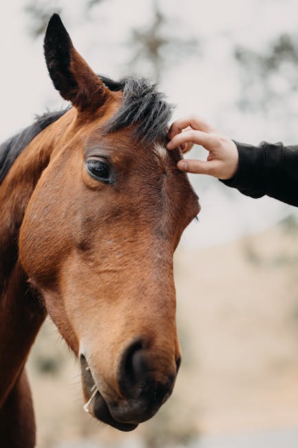 Un locuitor din Hodac atacat de un urs: măsuri imediate pentru extragerea animalului