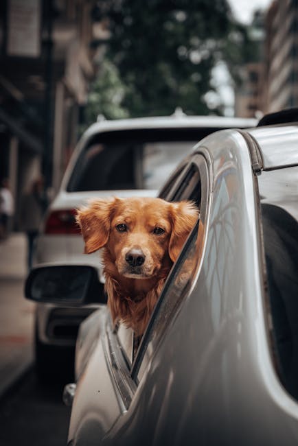 Primăria Cluj-Napoca devine prietenoasă cu animalele de companie, însoțită de primarul Emil Boc și câinele său