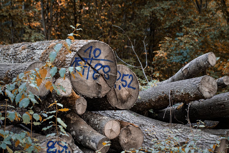 Tăieri ilegale de arbori la Lugașu de Sus: patru reținuți în urma unei acțiuni polițienești