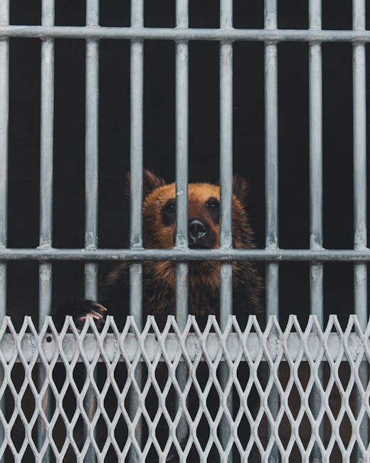 Centru de reabilitare a animalelor din Dâmbovița închis: amenzi record și investigații penale