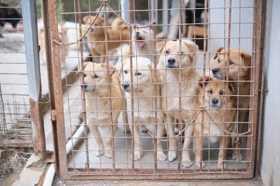 Șansa la o viață mai bună: șapte pui de câine în căutarea unei familii iubitoare