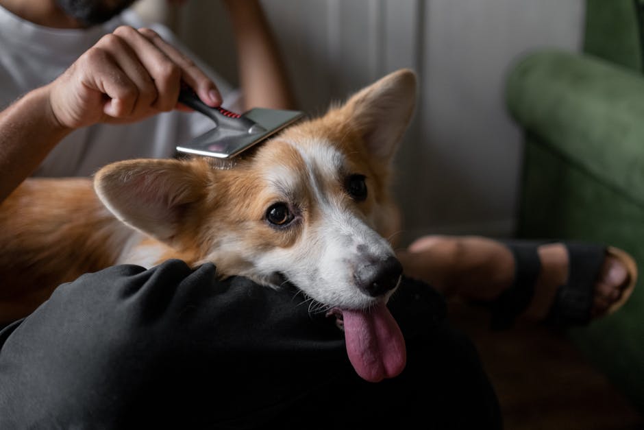 De ce sterilizarea animalelor este esențială pentru bunăstarea comunității