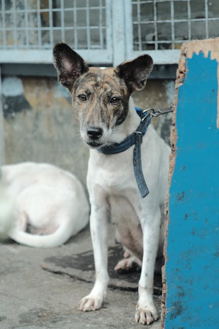 Orăștie continuă lupta împotriva abandonului animalelor cu o campanie de sterilizare gratuită