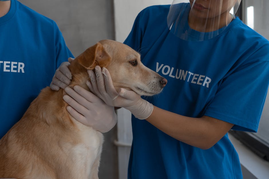 Campania de sterilizări din Coaș: 65 de animale salvate