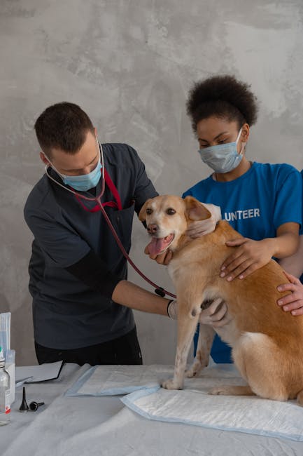Câini și pisici din Târgoviște pot fi sterilizați gratuit: detalii esențiale
