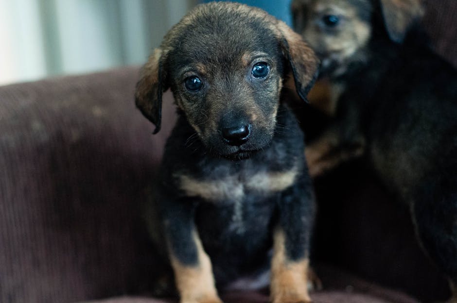 Vino să salvezi o viață: adopții de câini fără stăpân în Reghin