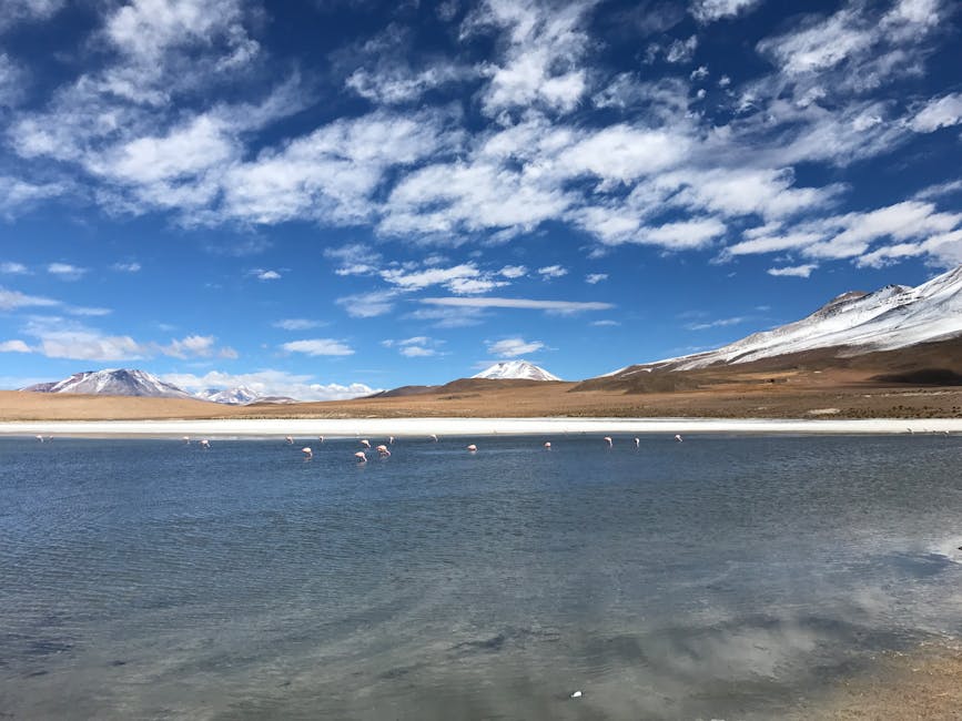 Flamingo pe lacul Nuntași: observații impresionante în Constanța